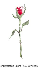 Isolated rose bud on a white background. Red and white flower. Variegated color. Draw by hand. Watercolor. Vector illustration. Use for design, decoration, etc.