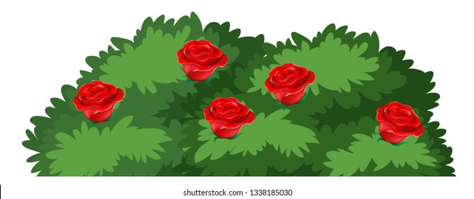 Isolated Rose Bush On White Background Illustration