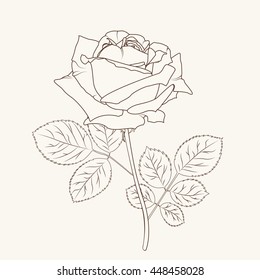 Isolated rose flower close up. Detailed outline sketch. Brown on beige background.