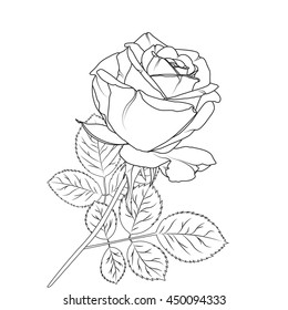 Isolated rose flower close up. Detailed outline sketch. Black on white background.