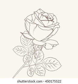 Isolated rose flower design element. Detailed outline sketch drawing. Brown on beige background.