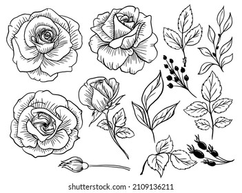 Isolated Rose Flower Line Art Doodle with Leaves Element