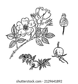 Isolated rose hip flower line art doodle with leaves elemen. Rosehip vector illustration for printing on paper and textile. Delicious wild rose vitamin drink