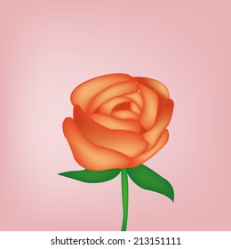 an isolated rose on a pink background