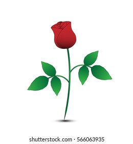 isolated rose on white background