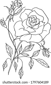 Isolated THE ROSE on white. Hand drawn. Black and white. Vector EPS 10. Use for print on wallpaper, fabric, textiles, decor, books, wrappers, illustration, ceramic coatings, dishes, packaging, tattoo.