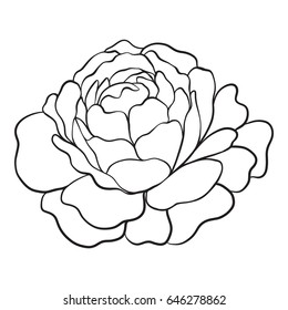 Isolated rose. Outline drawing. Stock line vector illustration.