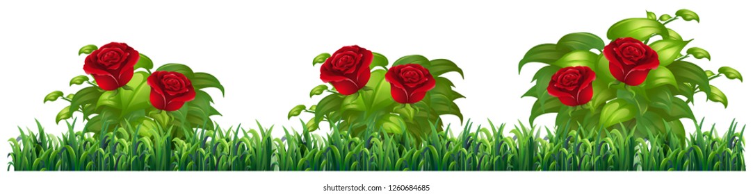 Isolated rose plant for decore illustration