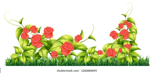 Isolated rose plant for decore illustration