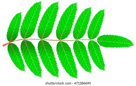 isolated Rowan leaf, 