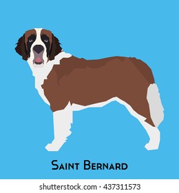 Isolated Saint Bernard on a blue background