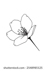 isolated sakura flower, botanical illustration vector, line art cherry blossom