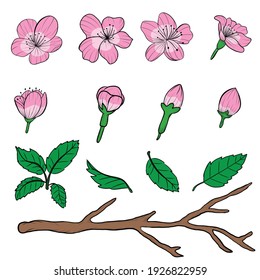 Sakura aislada sobre fondo blanco. Ilustración vectorial, estilo dibujado a mano.