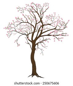 Isolated sakura spring blooming tree with flowers illustration with detailed drawing bark for large wide-format printing