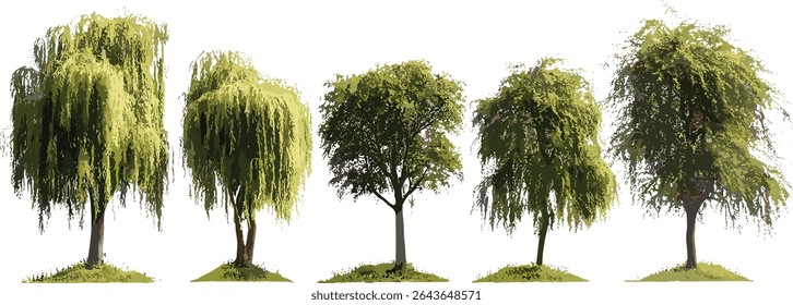 Salix babylonica isolada chorando recorte frontal conjunto árvore, ilustração vetorial, árvores urbanas, projeto ambiental, espaços verdes, elementos da natureza, ilustração botânica.