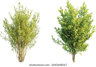 Isolated Salix caroliniana and babylonica trees in daylight, vector illustration, transparent background, lush foliage, botanical garden, green landscape, nature flora, tree silhouette, ecology.