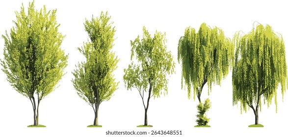 Isolado Salix caroliniana costeira planície salgueiro recorte em luz solar, ilustração vetorial, plantas de restauração de habitat, espécies nativas de zonas úmidas, paisagem verde, ecologia natural.