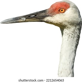 Isolated Sandhill Crane (Antigone canadensis) Bird Close Up 