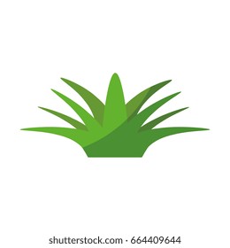 isolated savila plant