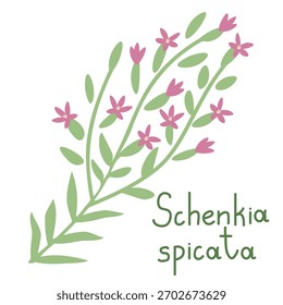 Ilustración vectorial simple aislada de schenkia spicata