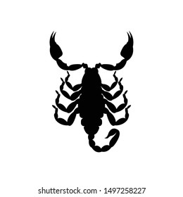 Isolated scorpion on white background
