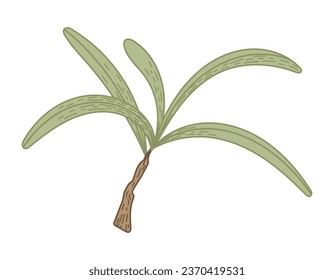 Isolated sea buckthorn branch with leaves. Natural green plant, vector flat illustration.