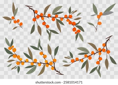 isolated sea buckthorn branches on a transparent background, vector elements for design