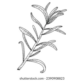 Isolated sea buckthorn sketch branch with leaves. Natural plant, vector flat illustration.
