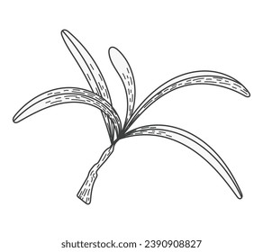 Isolated sea buckthorn sketch branch with leaves. Natural plant, vector flat illustration.