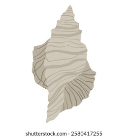 Isolated sea shell on white background