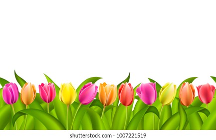 Isolated seamless border on white with copy space of fresh red and orange yellow and purple spring tulips with green leaves