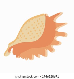 Isolated seashell object on a white background