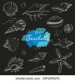 Isolated seashells on a black background. Vector illustration for your design