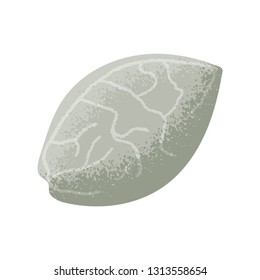 Isolated Seed. Vector illustration with texture elements.