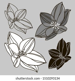 Isolated set of decorative silhouettes of colchicum. The design is perfectly suitable for clothes design, stickers, stationary, tattoos.