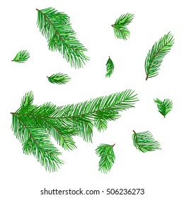 Isolated set of fir tree branches. Group of Chistmas tree elements for design and illustration. Pine tree details of New Year.