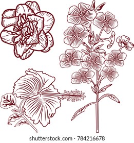 Isolated set of flowers. Hibiscus, cherry blossoms and a rose on white background. Stencil.