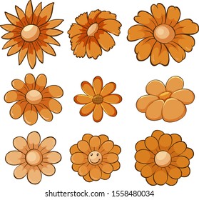 Isolated set of flowers in orange illustration