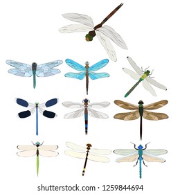 isolated, set of flying dragonflies, insects