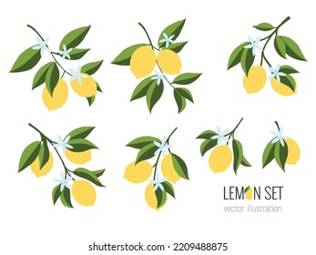 Isolated set of hand drawn lemon branch. Floral print. Sketch Exotic tropical citrus fresh fruit, lemons with leaves and flowers. Vector cartoon minimalistic flat style illustration. Doodle pattern