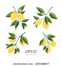 Isolated set of hand drawn lemon branch. Floral print. Sketch Exotic tropical citrus fresh fruit, lemons with leaves and flowers. Vector cartoon minimalistic flat style illustration. Doodle pattern