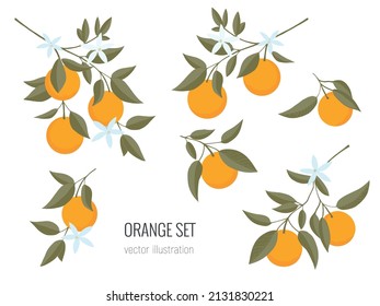 Isolated set of hand drawn Oranges branch. Floral print. Sketch Exotic tropical citrus fresh fruit, tangerine with leaves and flowers. Vector cartoon minimalistic style  illustration. Doodle pattern