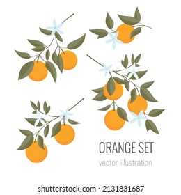 Isolated set of hand drawn Oranges branch. Floral print. Sketch Exotic tropical citrus fresh fruit, tangerine with leaves and flowers. Vector cartoon minimalistic style  illustration. Doodle pattern