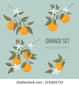 Conjunto aislado de la rama de naranja dibujada a mano. Impresión floral. Esbozo Cítricos tropicales exóticos, fruta fresca, mandarina con hojas y flores. Ilustración de estilo minimalista de dibujos animados. Patrón de Doodle
