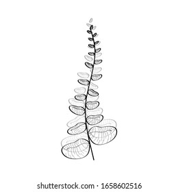 Isolated set of individual designs of plants.  Tropical plants' vector designs. Simple balck and white minimalistic flower icons