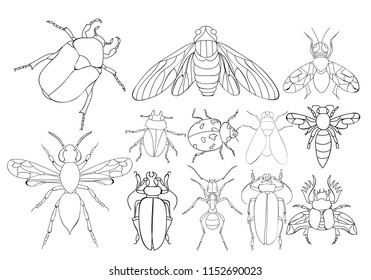 isolated, set insects book coloring