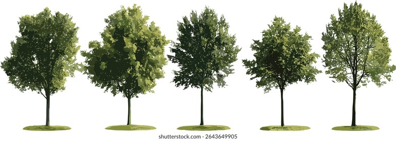 Conjunto isolado de Populus tomentosa e álamo preto Populus nigra árvores ilustração vetor frontal, árvores nativas de madeira dura, vegetação de parque, dossel de árvores, identificação de árvores, arte da paisagem.