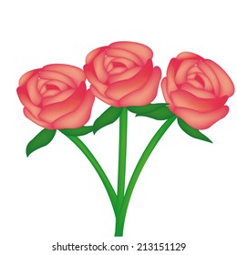 an isolated set of roses on a white background