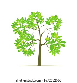 isolated shade tree on a white background, vector illustration