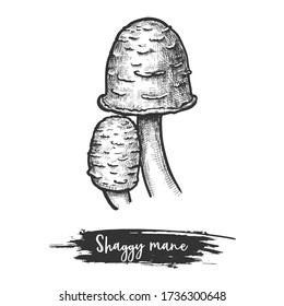 Isolated shaggy mane mushroom or lawyer s wig, ink cap shroom. Edible autumn fungus or vintage fungi sign. Vector illustration of vegetarian organic food. Meal and eating, recipe and botany theme